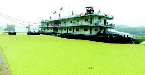 汉江江面浮萍图